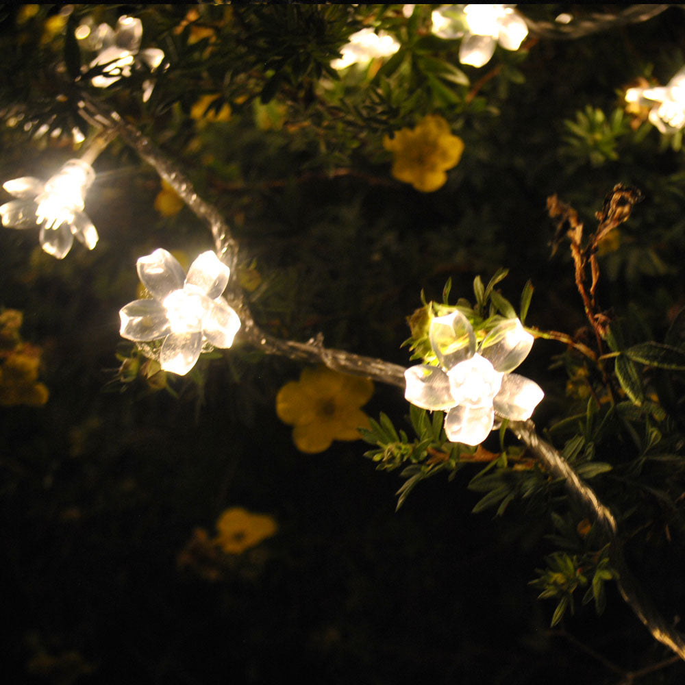 Blossom store fairy lights